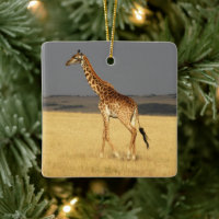 Giraffe full body Africa African Animals