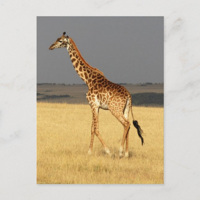 Giraffe full body Africa African Animals Postcard (Front)