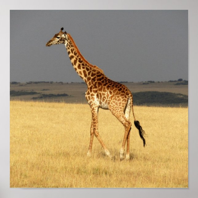 Giraffe full body Africa African Animals Poster (Front)