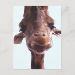 Giraffe Funny Face Postcard<br><div class="desc">I’ll bet you never met a giraffe face-to-face before! Love those eyelashes.</div>