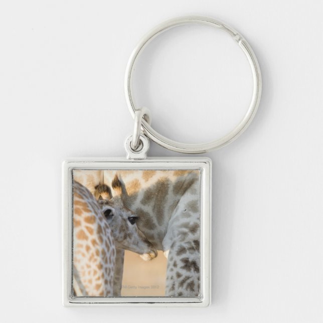 Giraffe (Giraffa camelopardalis) calf suckling, Keychain (Front)