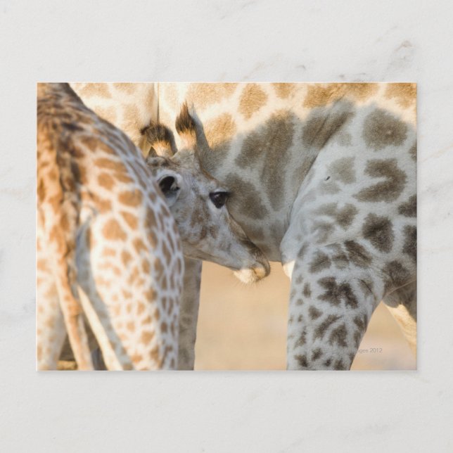 Giraffe (Giraffa camelopardalis) calf suckling, Postcard (Front)