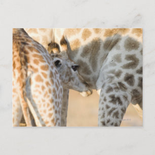 Giraffe (Giraffa camelopardalis) calf suckling, Postcard