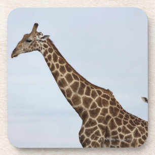 Giraffe (Giraffa camelopardalis), Chobe National Coaster