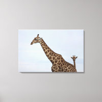 Giraffe (Giraffa camelopardalis), Chobe National P