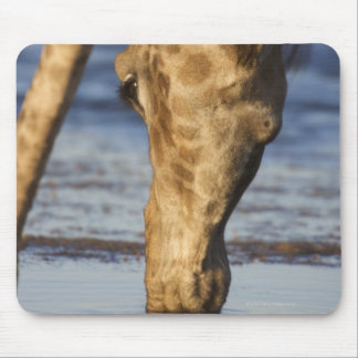 Giraffe (Giraffa Camelopardalis) drinking water Mouse Pad