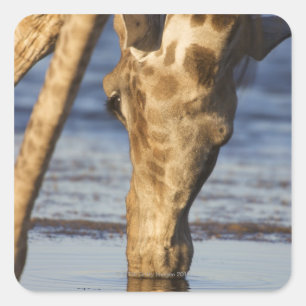 Giraffe (Giraffa Camelopardalis) drinking water Square Sticker