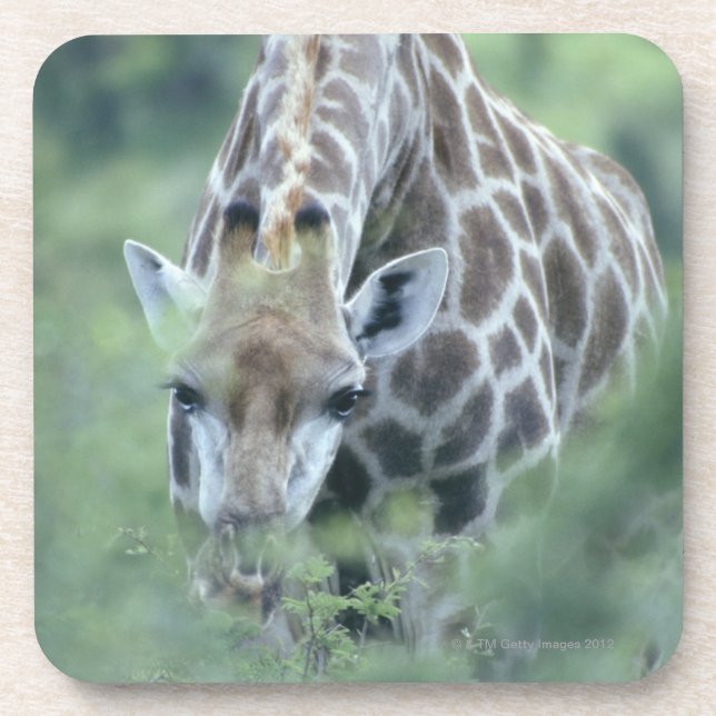 Giraffe (Giraffa camelopardalis) feeding on Coaster (Front)