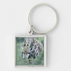 Giraffe (Giraffa camelopardalis) feeding on Keychain