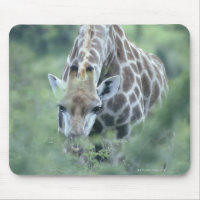 Giraffe (Giraffa camelopardalis) feeding on