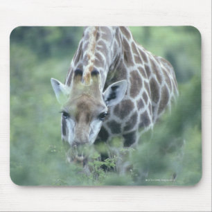 Giraffe (Giraffa camelopardalis) feeding on Mouse Pad