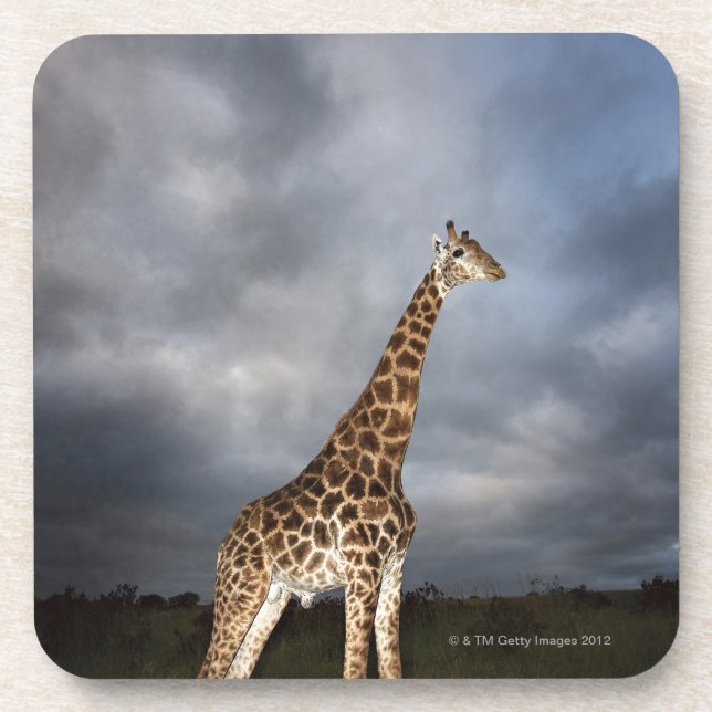 Giraffe (Giraffa camelopardalis) in dramatic Coaster (Front)