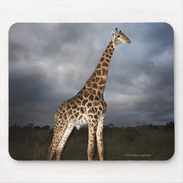 Giraffe (Giraffa camelopardalis) in dramatic Mouse Pad (Front)