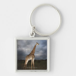 Giraffe (Giraffa camelopardalis) Keychain