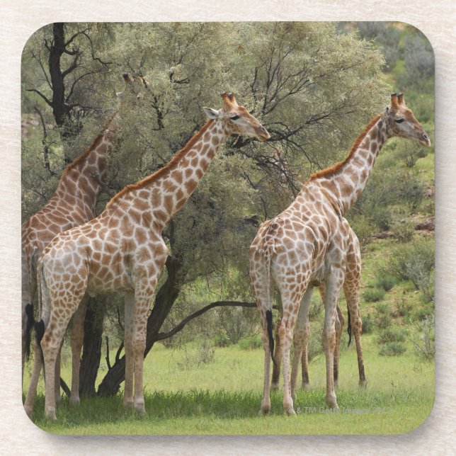 Giraffe, Giraffa camelopardalis, Kgalagadi 2 Coaster (Front)