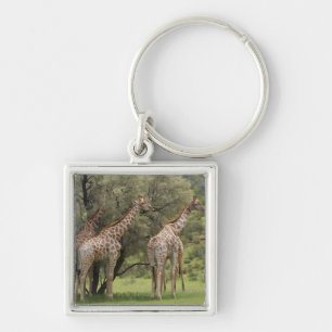 Giraffe, Giraffa camelopardalis, Kgalagadi 2 Keychain