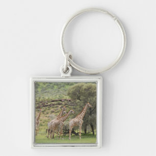 Giraffe, Giraffa camelopardalis, Kgalagadi 3 Keychain