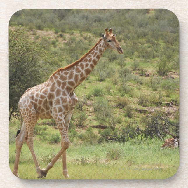 Giraffe, Giraffa camelopardalis, Kgalagadi Coaster (Front)