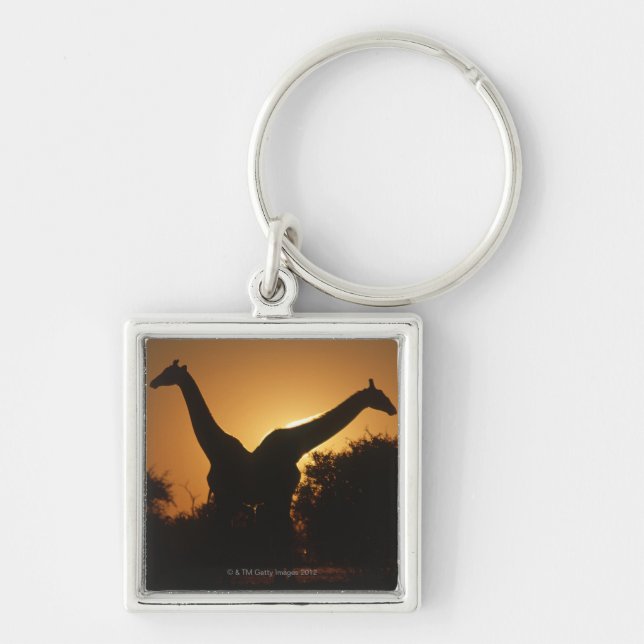Giraffe (Giraffa camelopardalis) Pair Keychain (Front)