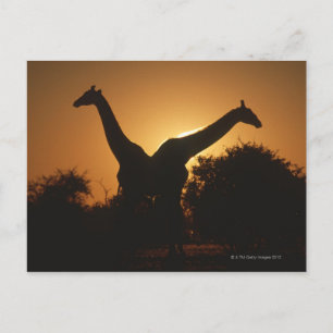 Giraffe (Giraffa camelopardalis) Pair Postcard