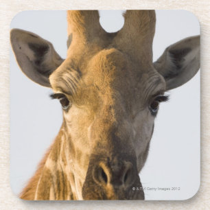 Giraffe (Giraffa camelopardalis) portrait Coaster