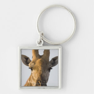 Giraffe (Giraffa camelopardalis) portrait, Imire Keychain