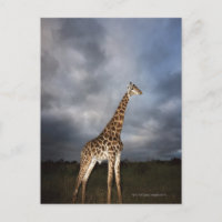 Giraffe (Giraffa camelopardalis)