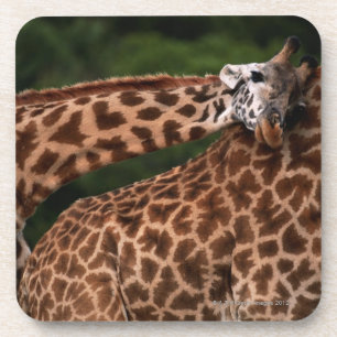 Giraffe (Giraffe camelopardalis tippleskirchi) Coaster