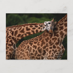 Giraffe (Giraffe camelopardalis tippleskirchi) Postcard