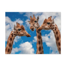 Giraffe Gossip Girls