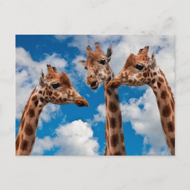 Giraffe Gossip Girls Postcard (Front)