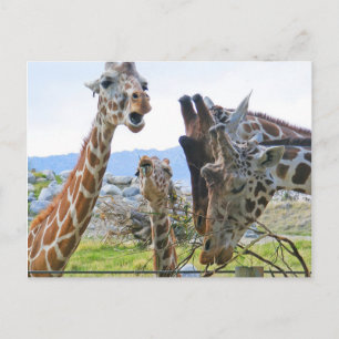Giraffe Gossip Postcard