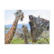 Giraffe Gossip Postcard