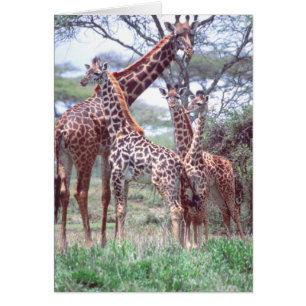 Giraffe Group or Herd w/ Young, Giraffa
