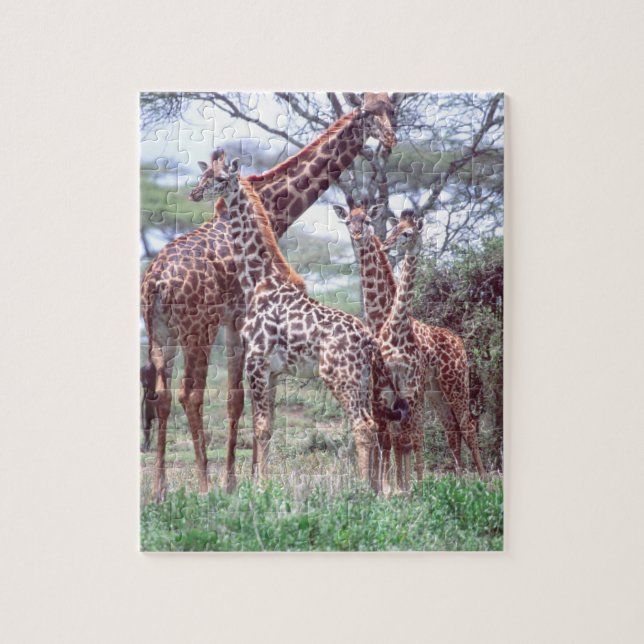 Giraffe Group or Herd w/ Young, Giraffa Jigsaw Puzzle (Vertical)