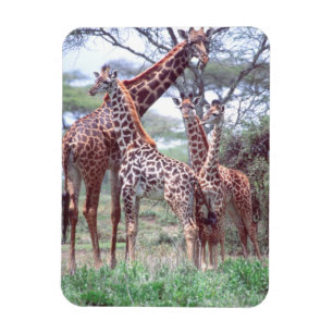 Giraffe Group or Herd w/ Young, Giraffa Magnet