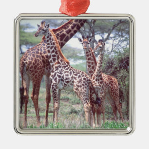 Giraffe Group or Herd w/ Young, Giraffa Metal Ornament