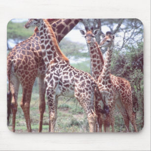Giraffe Group or Herd w/ Young, Giraffa Mouse Pad