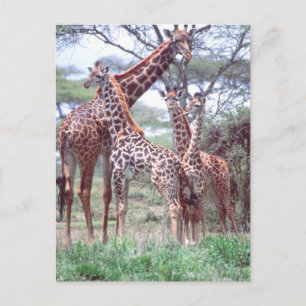 Giraffe Group or Herd w/ Young, Giraffa Postcard