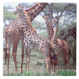 Giraffe Group or Herd w/ Young, Giraffa Tile