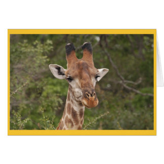 Giraffe head closeup