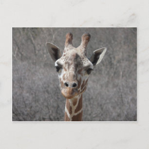 giraffe head front view postcard