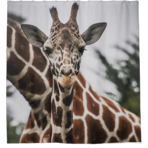 Giraffe head Giraffe fur print African Animal