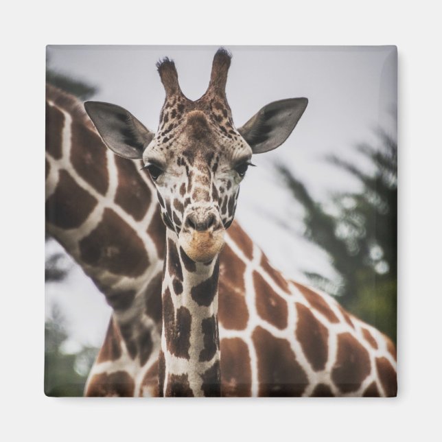 Giraffe head Giraffe fur print African Animal Magnet (Front)