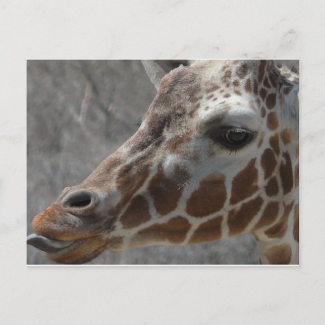 giraffe head postcard (Front)