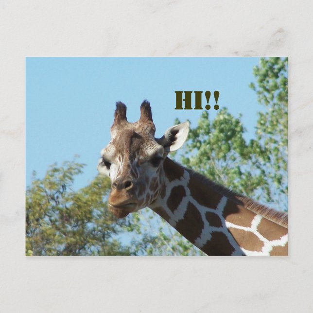 Giraffe, Hi!! Postcard (Front)