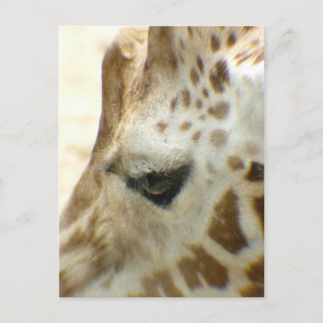Giraffe I Postcard (Front)