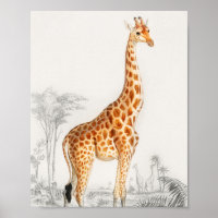 Giraffe Illustration Vintage Art Print
