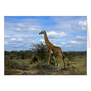 GIRAFFE IN KENYA AFRICA