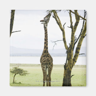 Giraffe in Kenya, Africa Magnet